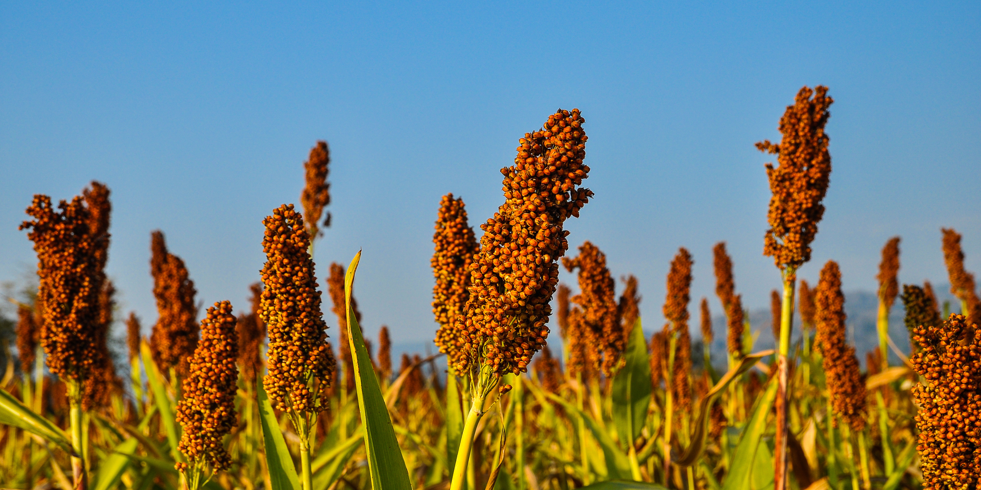 Yumify Millet Range – Wholesome, nutrient-rich, farm-fresh millet-based meals with no preservatives or additives. Easy to cook, 100% vegetarian, and perfect for a healthy lifestyle.